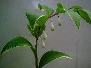 Polygonatum variegata